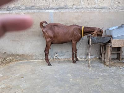 brown kamori bakri