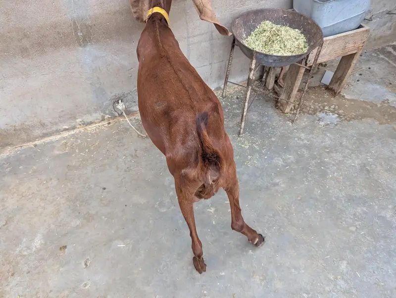 brown kamori bakri — photo 2