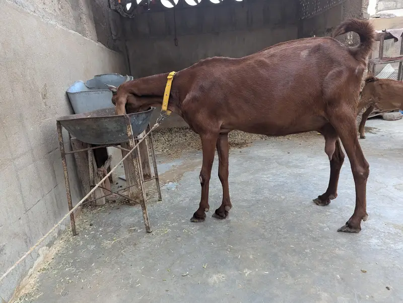 brown kamori bakri — photo 3