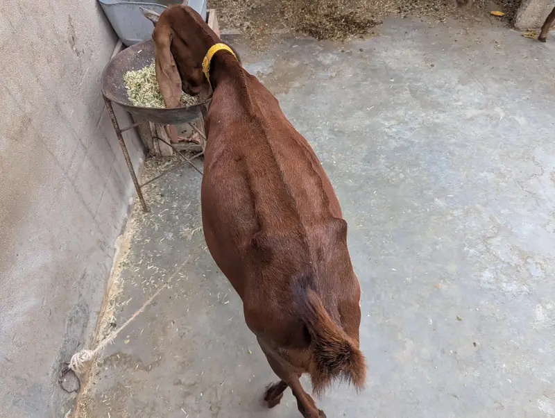 brown kamori bakri — photo 4