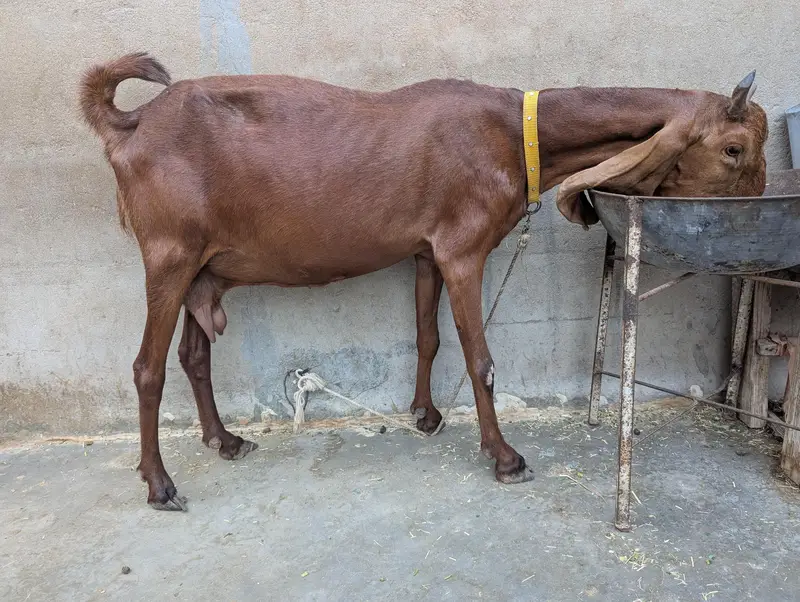 brown kamori bakri — photo 5