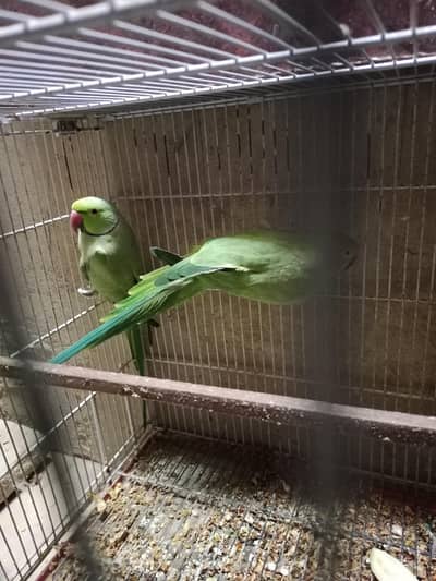 Green Ringneck Breeder | 03.12. 200.13. 16 |