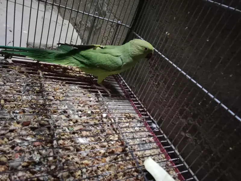 Green Ringneck Breeder | 03.12. 200.13. 16 | — photo 2