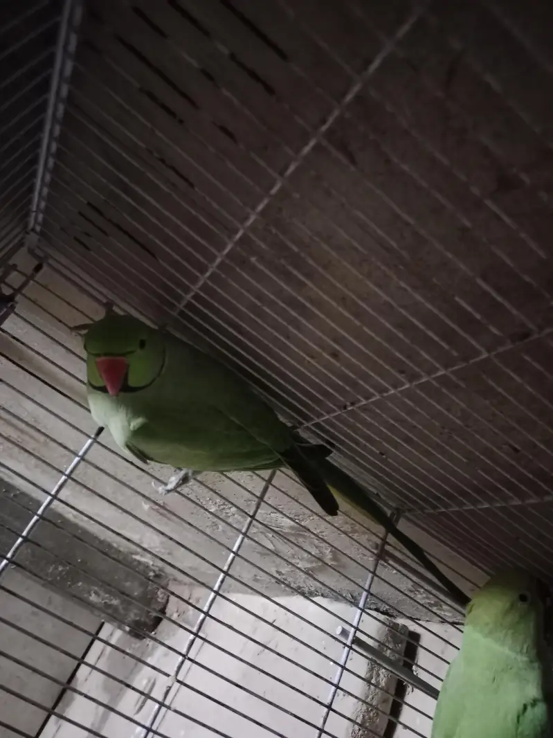 Green Ringneck Breeder | 03.12. 200.13. 16 | — photo 3