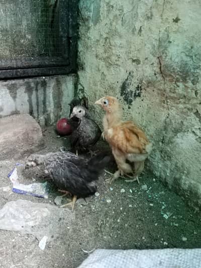 buff and japanese chicks for sale