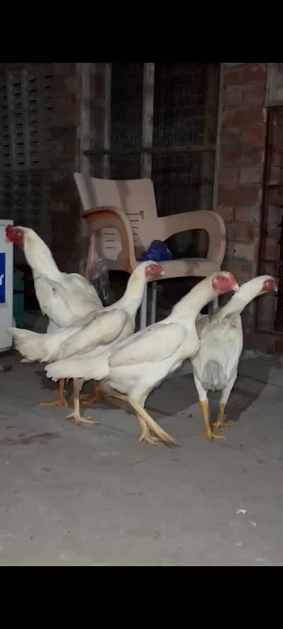 white o shamo