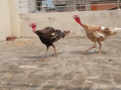 two turkeys for sale
