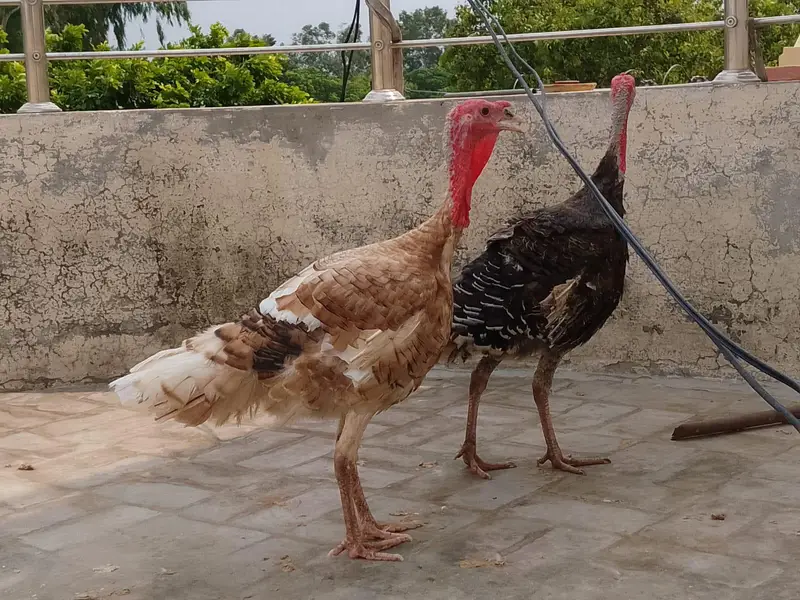 two turkeys for sale, — photo 2