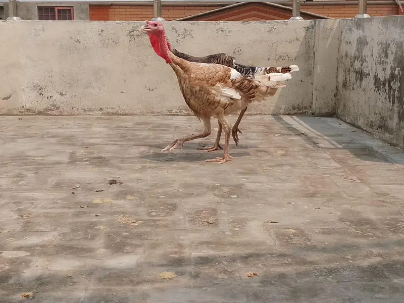 two turkeys for sale, — photo 3