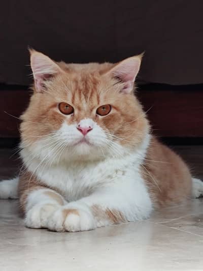 A healthy and friendly male cat