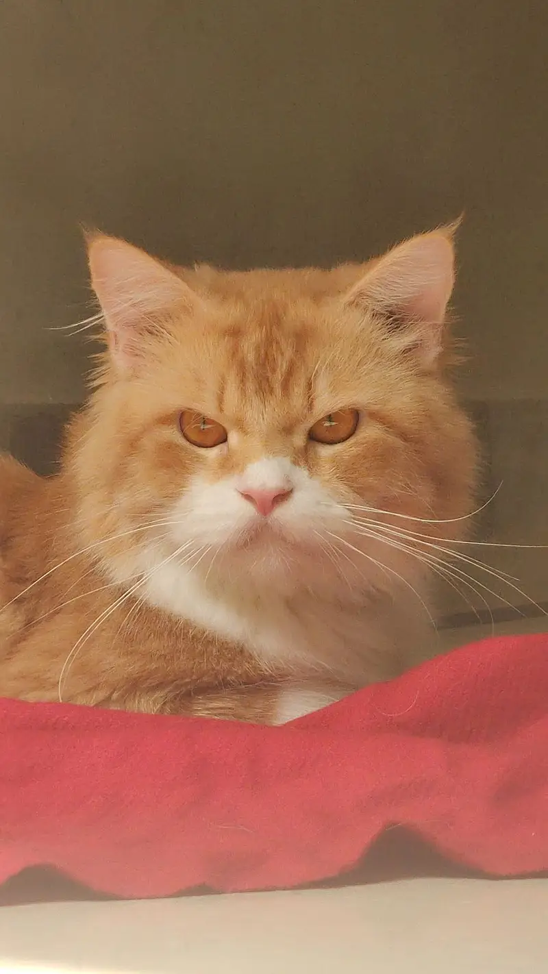 A healthy and friendly male cat — photo 2