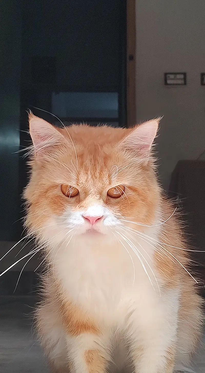 A healthy and friendly male cat — photo 3