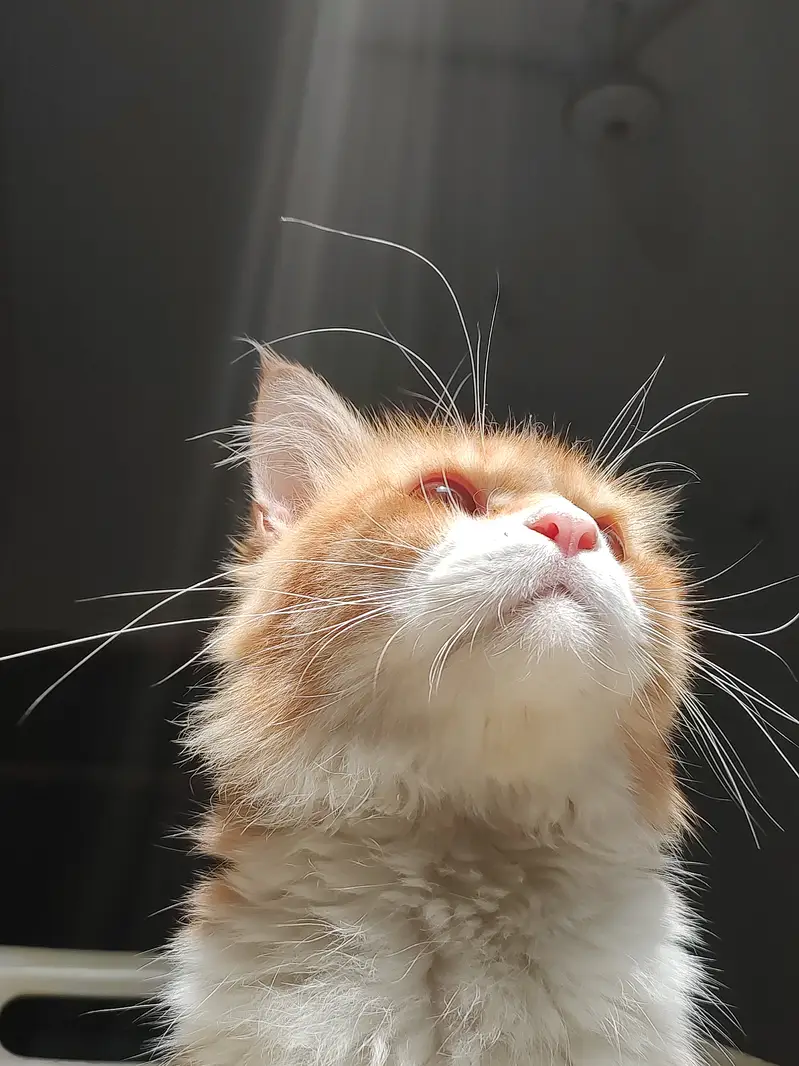 A healthy and friendly male cat — photo 4