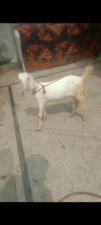 Bakri For Sale Lahore