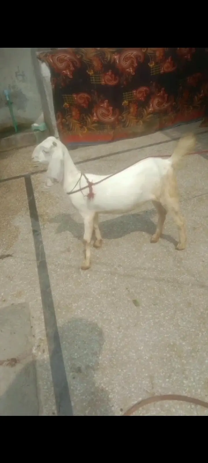 Bakri For Sale Lahore — photo 2