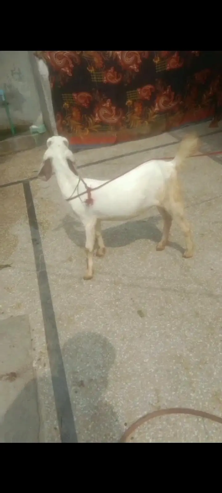 Bakri For Sale Lahore — photo 3