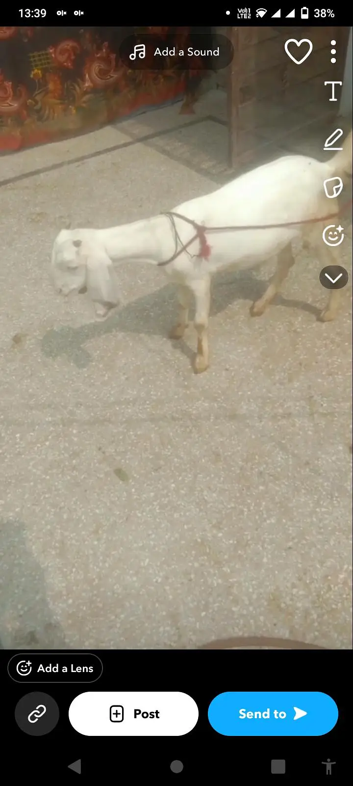 Bakri For Sale Lahore — photo 4