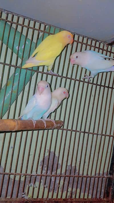 australian parrot 10 pice and lovebird 4 pice  2 red eyes