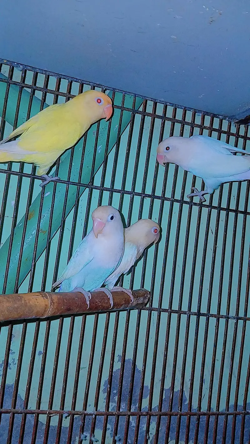 australian parrot 10 pice and lovebird 4 pice  2 red eyes — photo 2