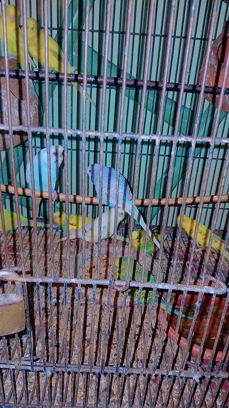 australian parrot 10 pice and lovebird 4 pice  2 red eyes — photo 3