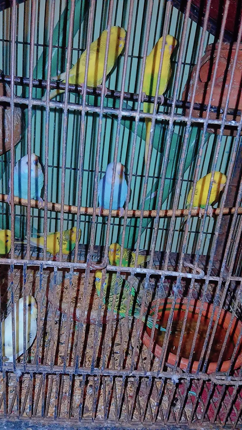 australian parrot 10 pice and lovebird 4 pice  2 red eyes — photo 4