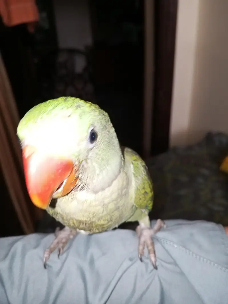 Raw tame alxendrine parrot — photo 2