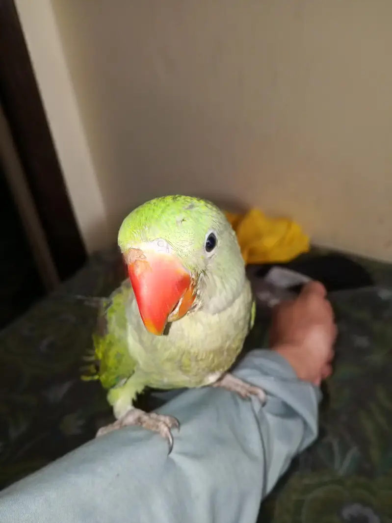 Raw tame alxendrine parrot — photo 3