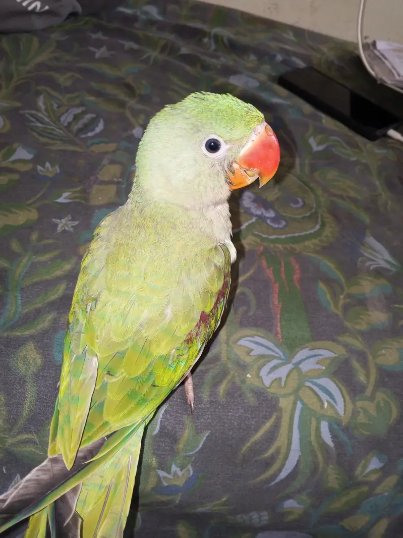 Raw tame alxendrine parrot — photo 4