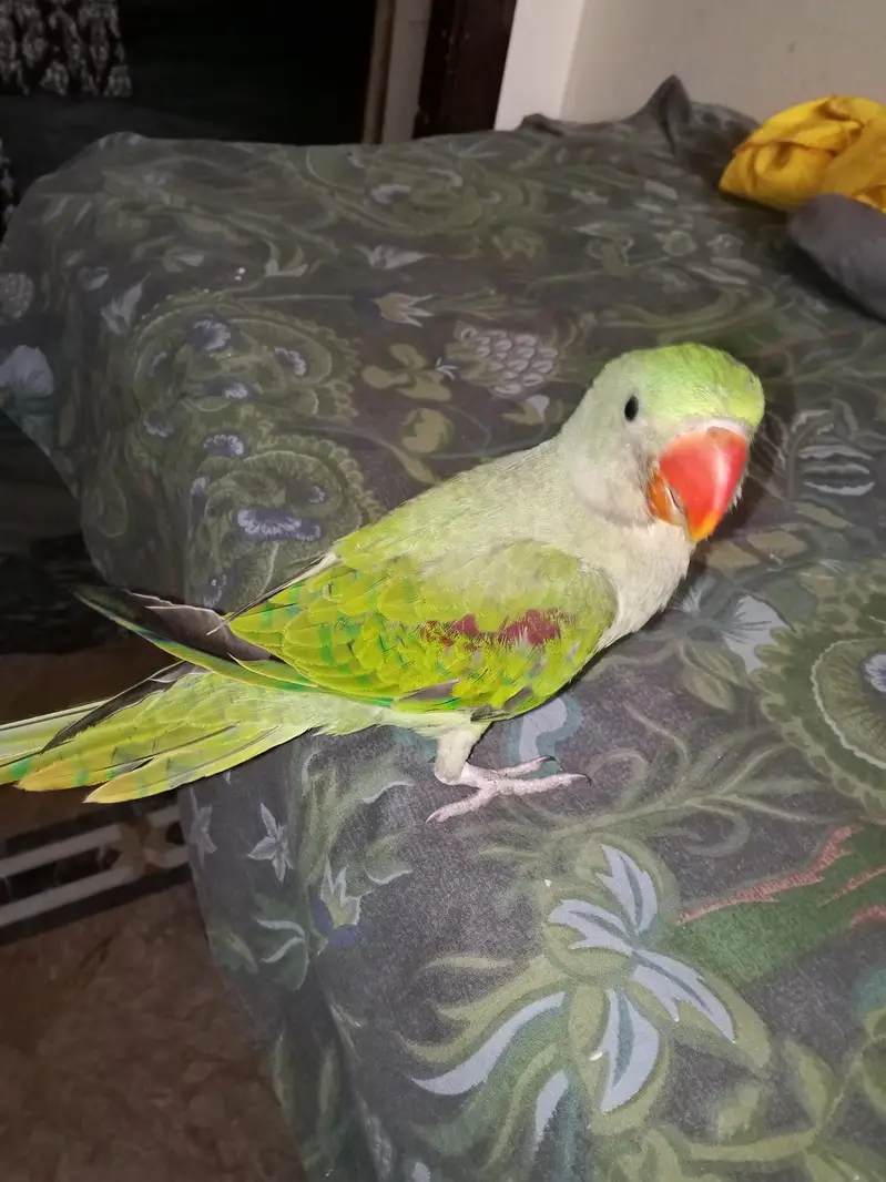 Raw tame alxendrine parrot — photo 5