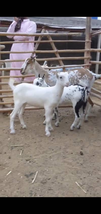 Quality Bakri bachy Available for sell