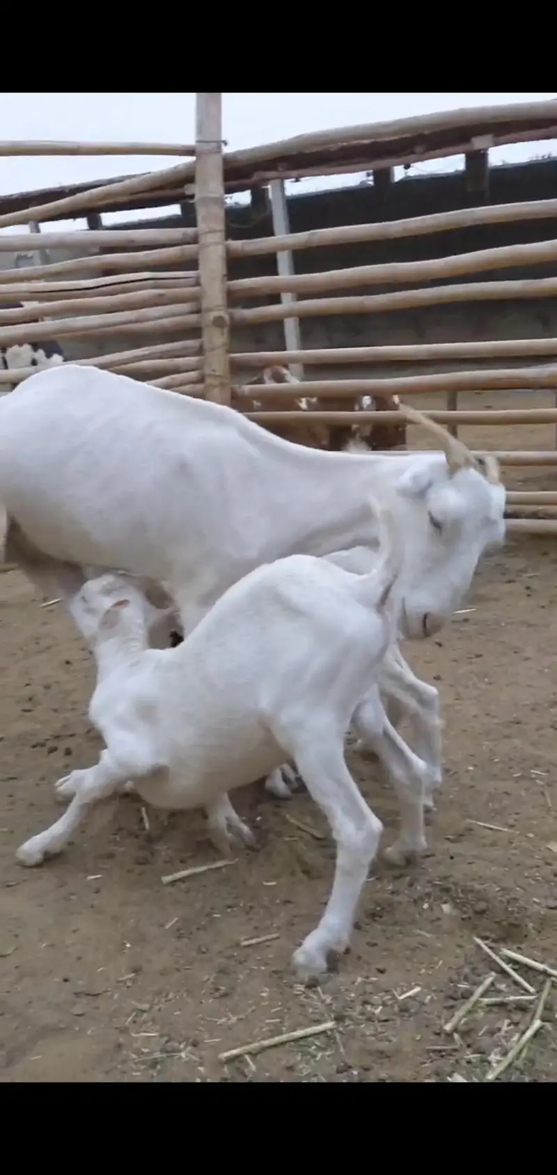 Quality Bakri bachy Available for sell — photo 2