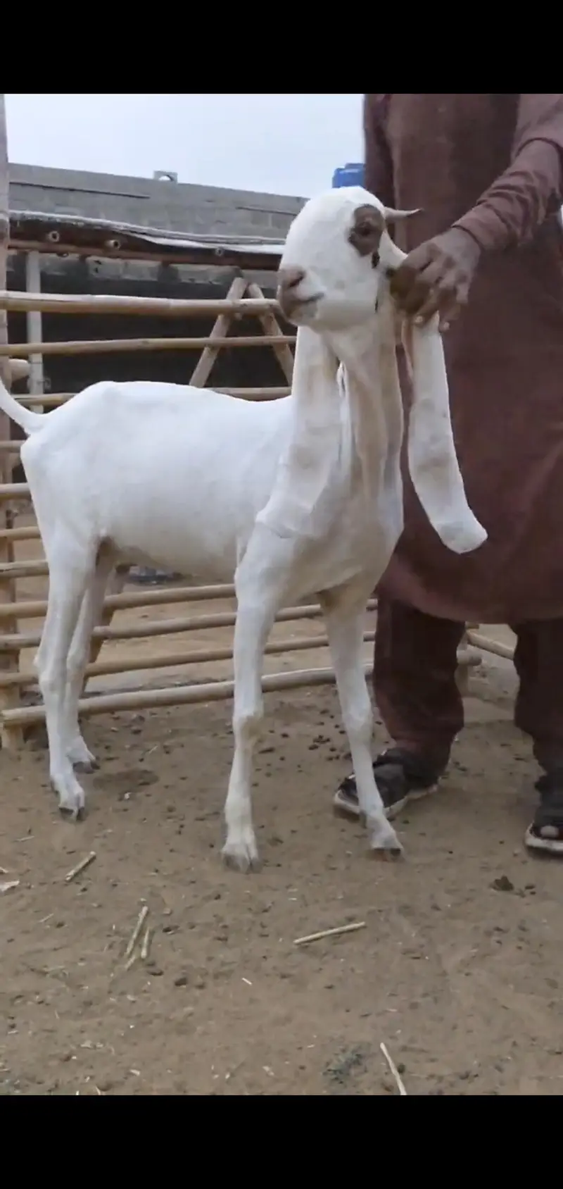 Quality Bakri bachy Available for sell — photo 3