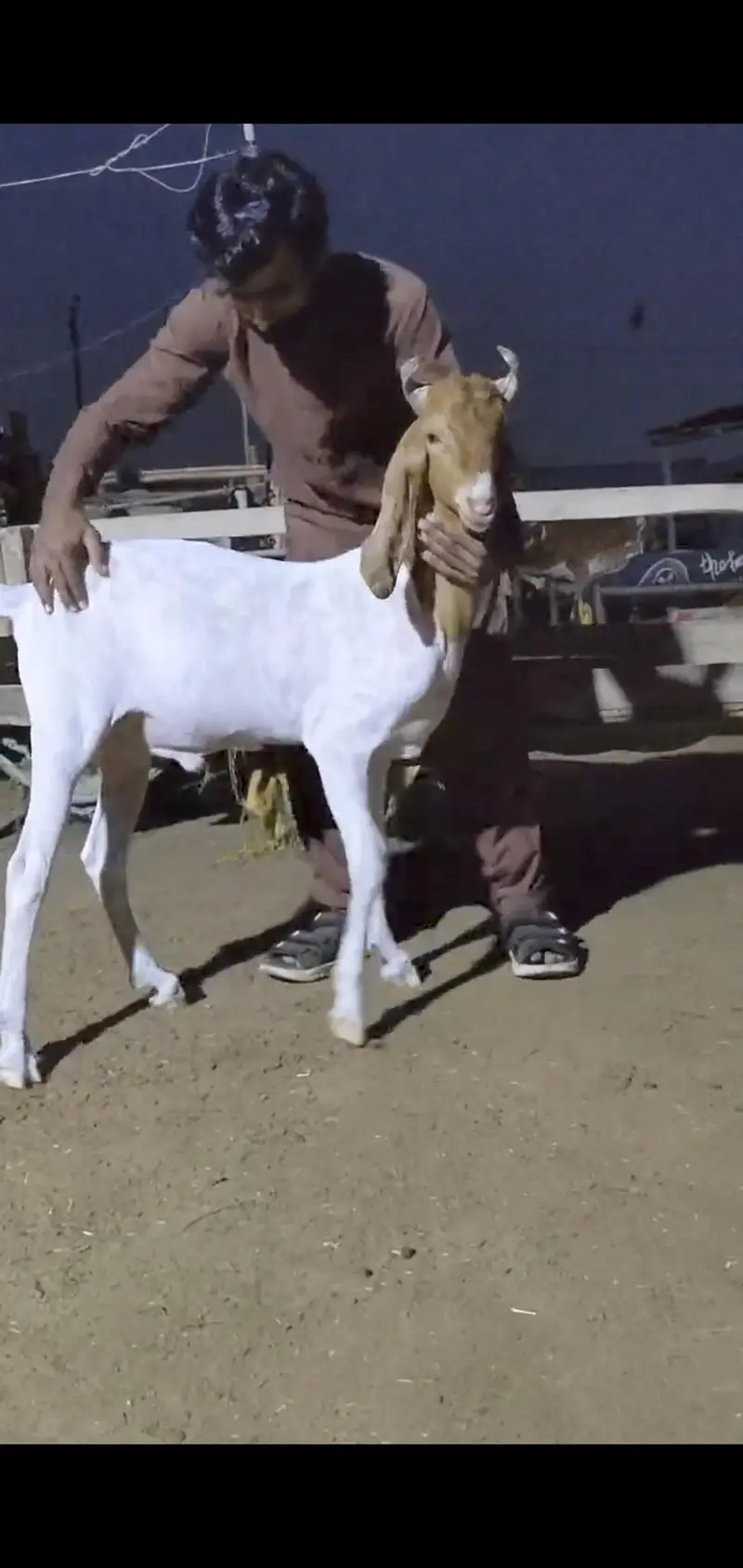 Quality Bakri bachy Available for sell — photo 4