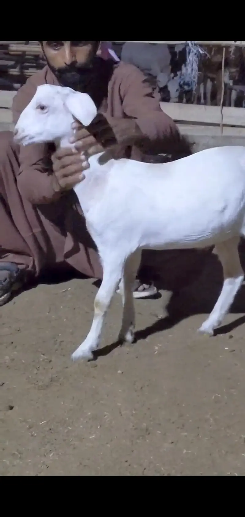 Quality Bakri bachy Available for sell — photo 5