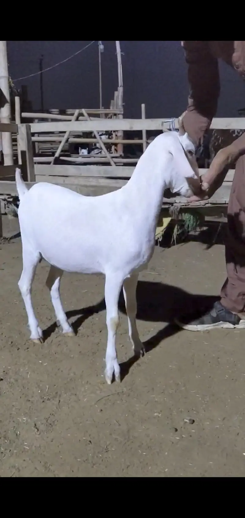 Quality Bakri bachy Available for sell — photo 6