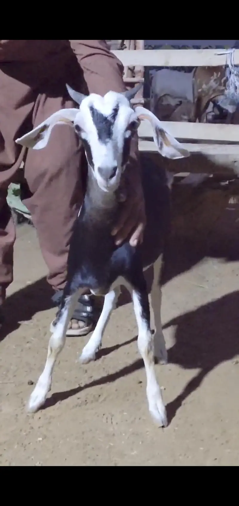 Quality Bakri bachy Available for sell — photo 7