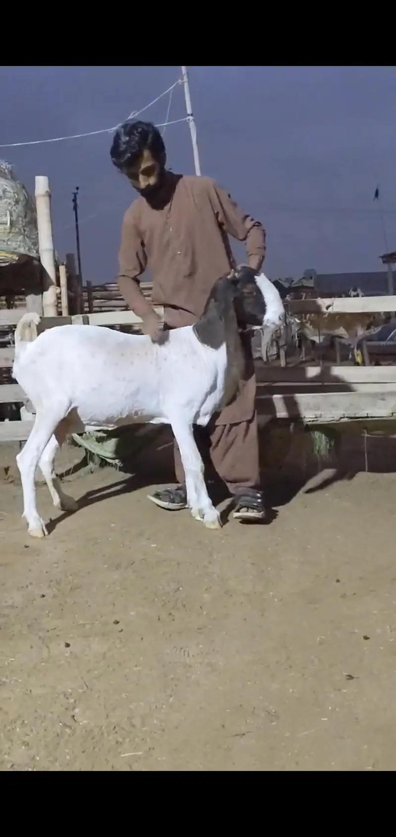 Quality Bakri bachy Available for sell — photo 8