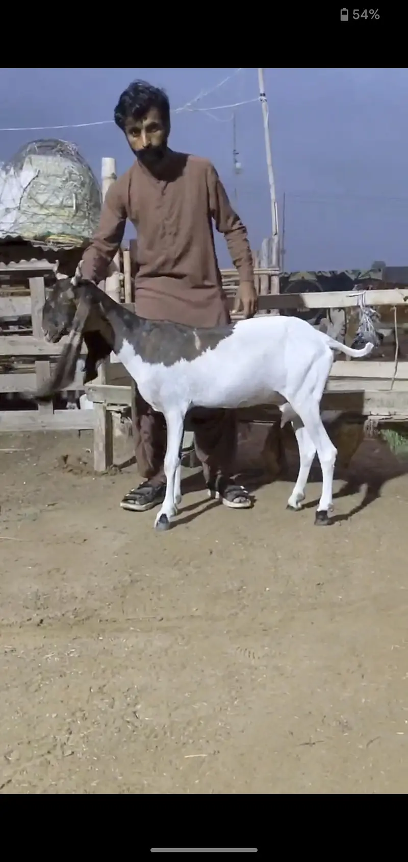 Quality Bakri bachy Available for sell — photo 9