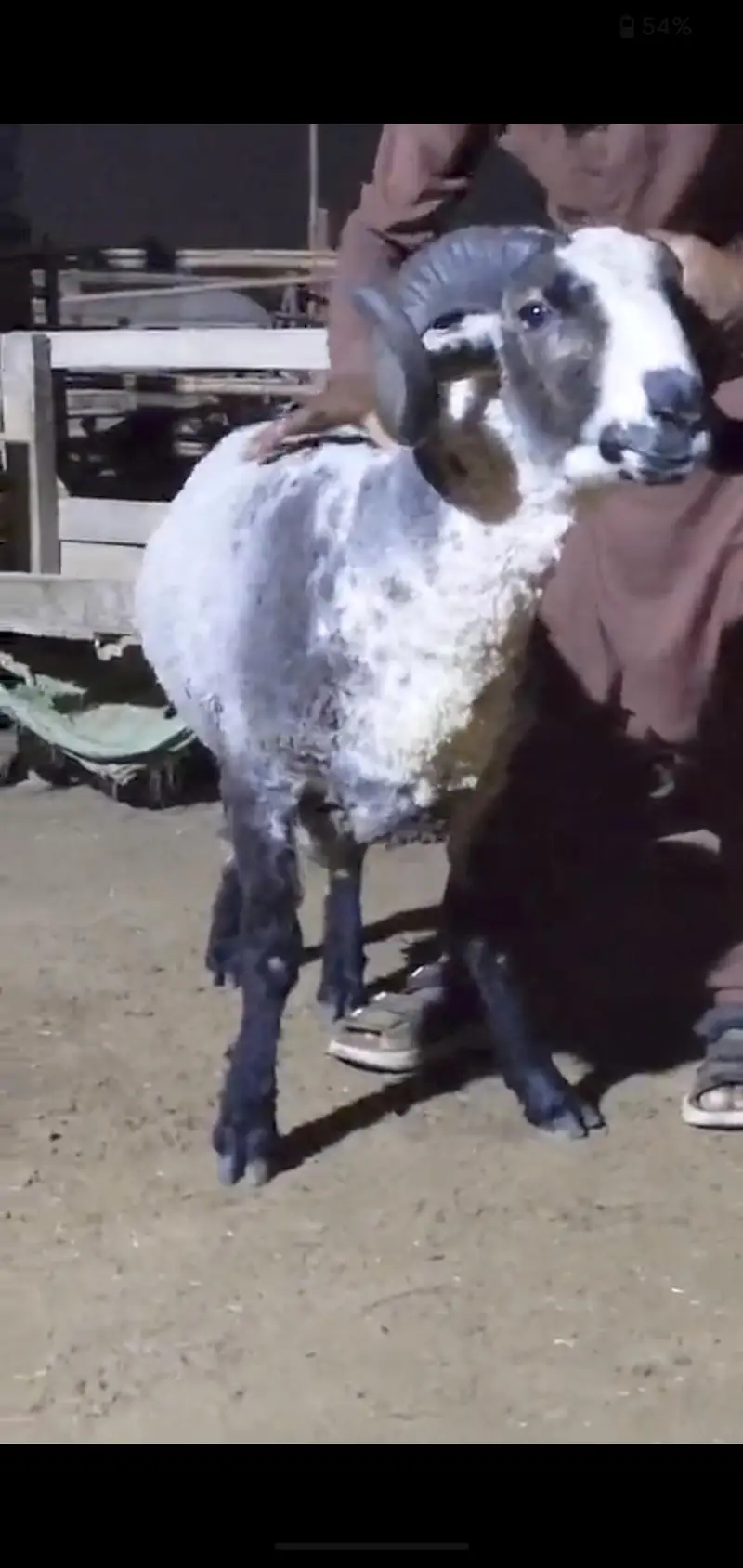 Quality Bakri bachy Available for sell — photo 10