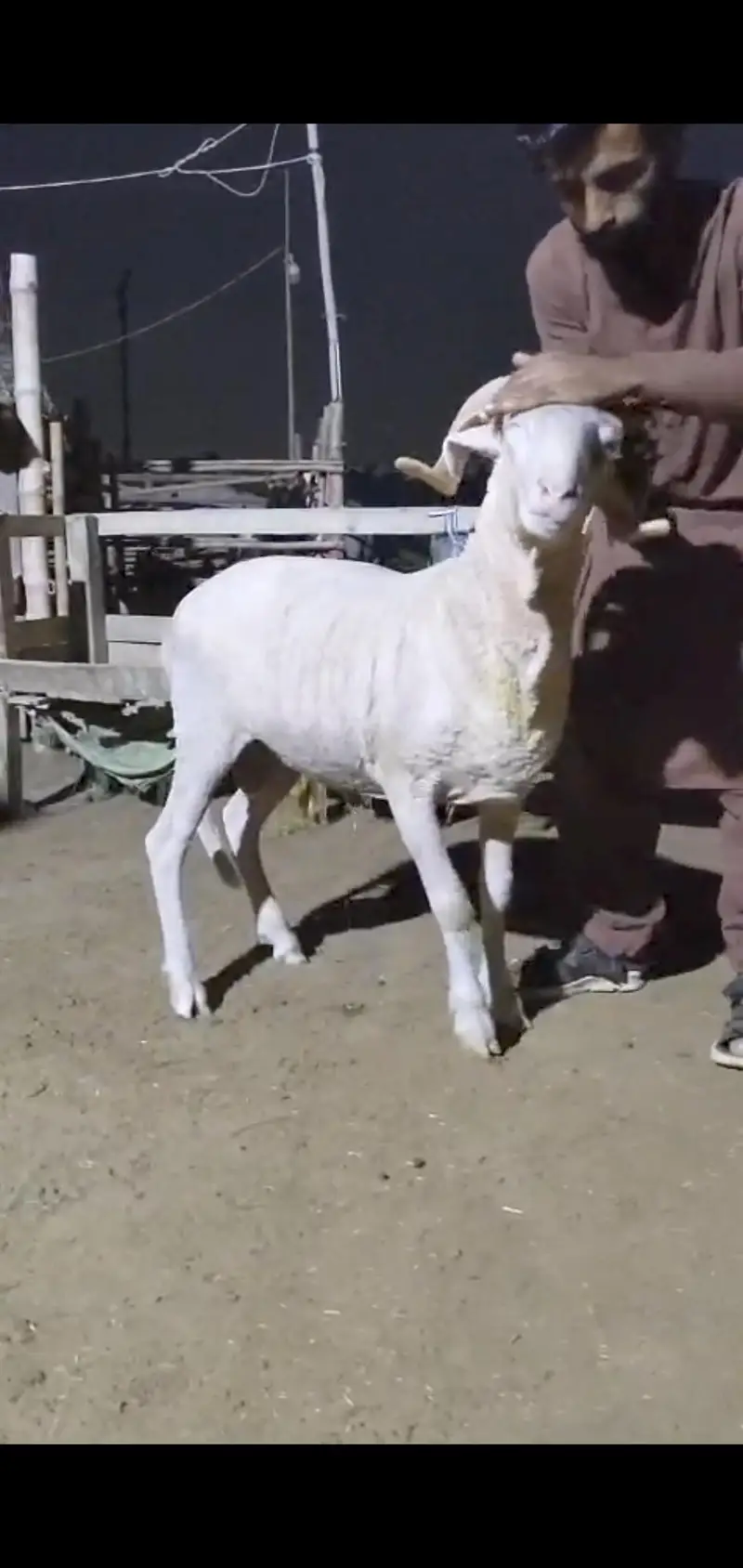 Quality Bakri bachy Available for sell — photo 11
