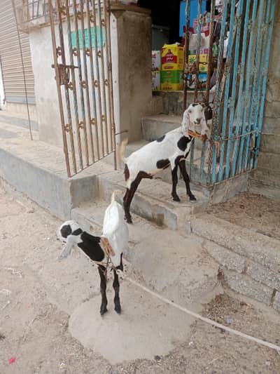 2 male bakry