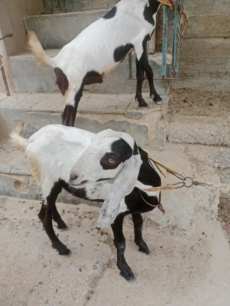 2 teddy male bakry khassi  . 03452110079 — photo 2