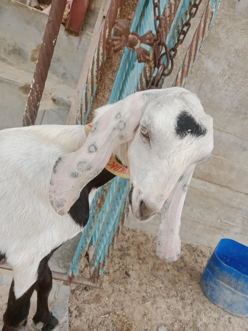 2 teddy male bakry khassi  . 03452110079 — photo 5