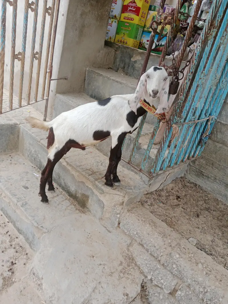 2 teddy male bakry khassi  . 03452110079 — photo 7