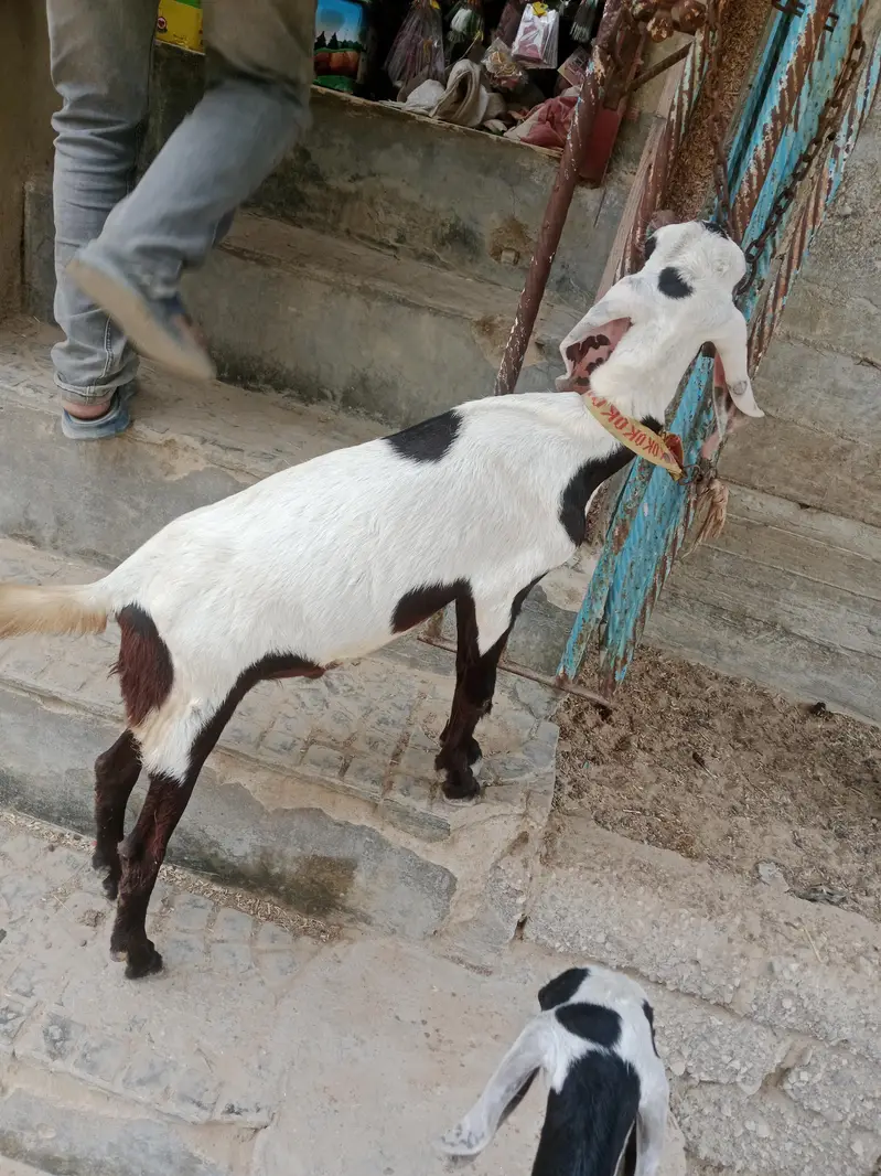 2 teddy male bakry khassi  . 03452110079 — photo 8