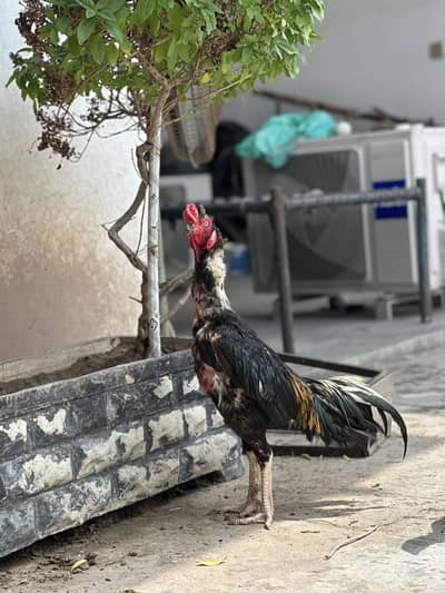 Aseel Thai male available