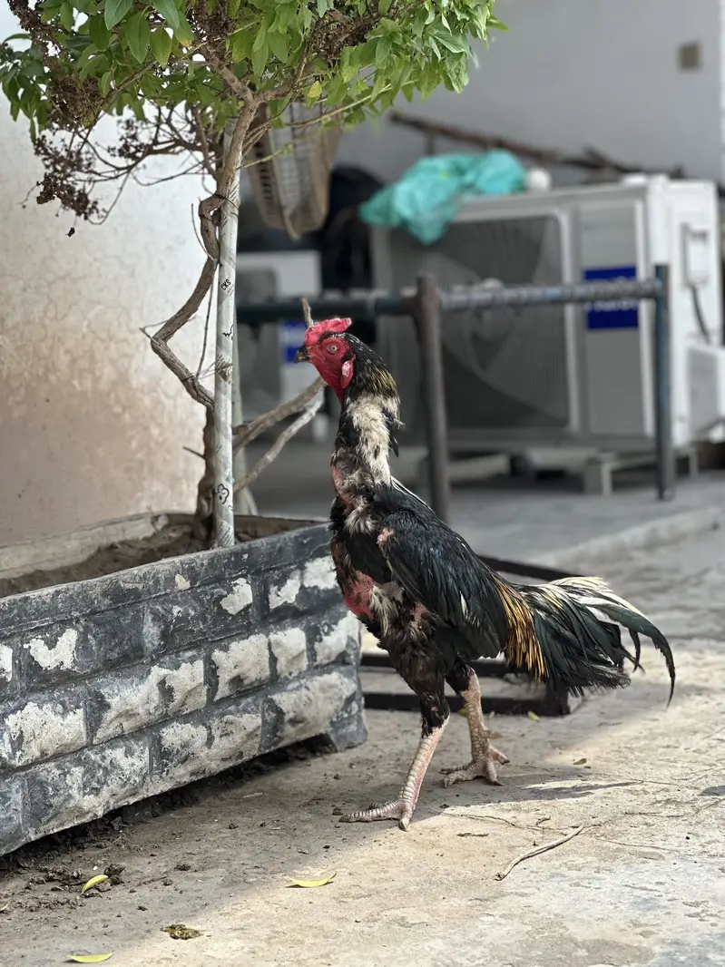 Aseel Thai male available — photo 2