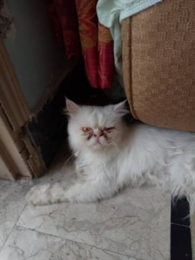 Orange eyes healthy and goes to the bathroom