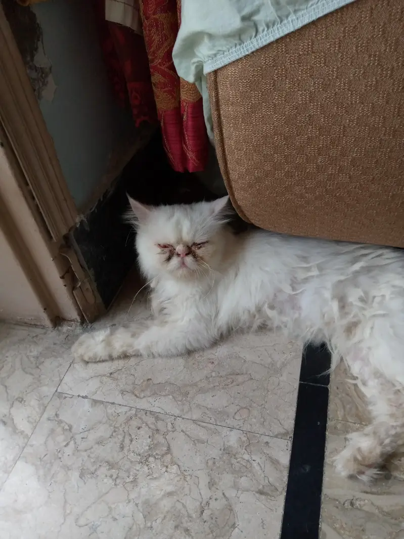 Orange eyes healthy and goes to the bathroom — photo 2