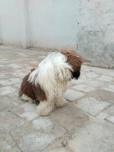 Shih tzu